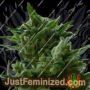KC33 by KC Brains Seeds Cannabis Seeds For Sale at Just Feminized