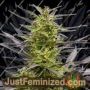 KC42 by KC Brains Seeds Cannabis Seeds For Sale at Just Feminized
