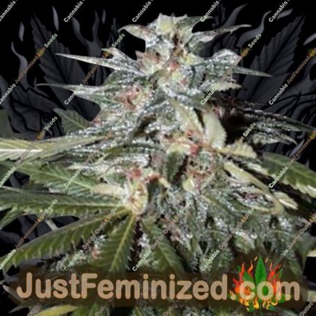KC51 Auto by KC Brains Seeds Cannabis Seeds For Sale at Just Feminized