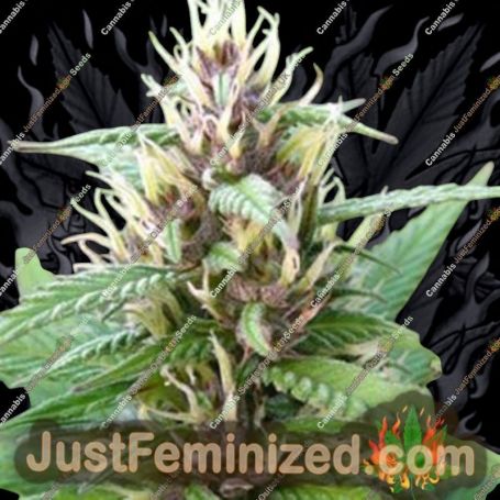 Mind Bender by KC Brains Seeds Cannabis Seeds For Sale at Just Feminized
