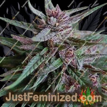 White KC by KC Brains Seeds Cannabis Seeds For Sale at Just Feminized