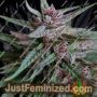 White KC by KC Brains Seeds Cannabis Seeds For Sale at Just Feminized