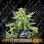 Black Beauty by Kera Seeds Cannabis Seeds For Sale at Just Feminized