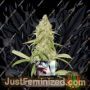 Black Diamond by Kera Seeds Cannabis Seeds For Sale at Just Feminized