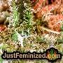 Cherry Grapefruit by Kera Seeds THC CBD Close Up Trichomes Potency Yield Indica Sativa Strain Pic Images