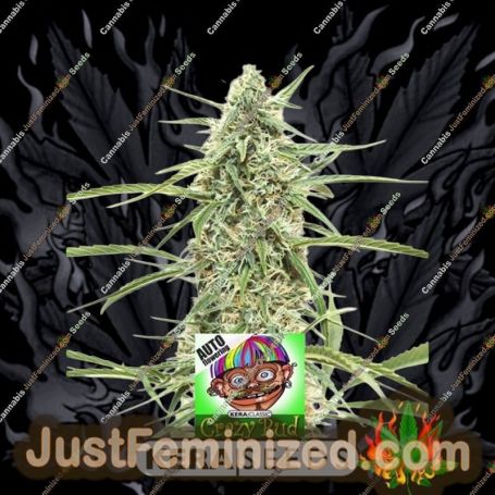Crazy Bud Auto by Kera Seeds Cannabis Seeds For Sale at Just Feminized