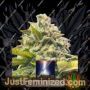 Dutch Power by Kera Seeds Cannabis Seeds For Sale at Just Feminized