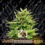 Dwarf Auto by Kera Seeds Cannabis Seeds For Sale at Just Feminized