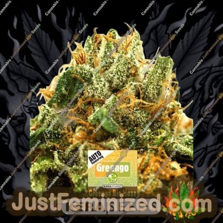 Greengo Bio Haze Auto by Kera Seeds Cannabis Seeds For Sale at Just Feminized