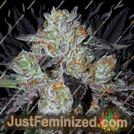 Purple Domina by Anesia Seeds Cannabis Seeds For Sale at Just Feminized