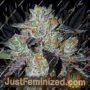 Purple Domina by Anesia Seeds Cannabis Seeds For Sale at Just Feminized