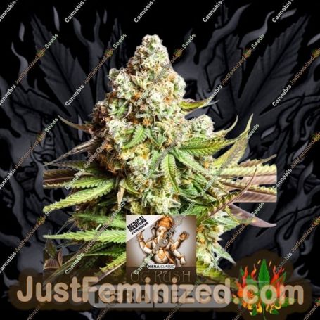 Medical OG Kush by Kera Seeds Cannabis Seeds For Sale at Just Feminized