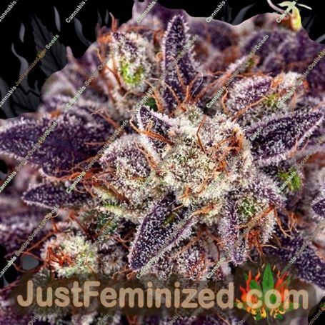 Purple Domina Auto by Anesia Seeds Cannabis Seeds For Sale at Just Feminized