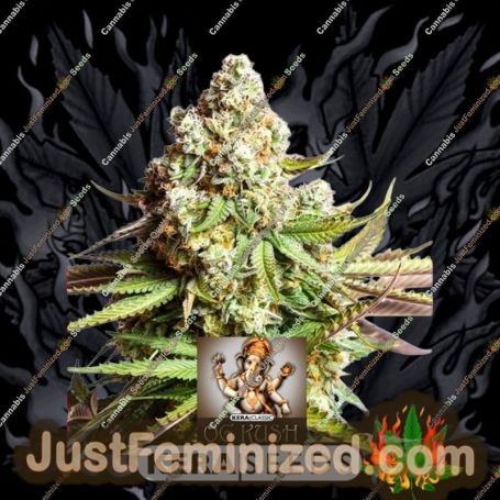 OG Kush by Kera Seeds Cannabis Seeds For Sale at Just Feminized