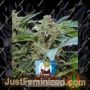 Royal Q Diamond Auto by Kera Seeds Cannabis Seeds For Sale at Just Feminized