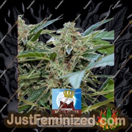 Royal Queen Diamond by Kera Seeds Cannabis Seeds For Sale at Just Feminized