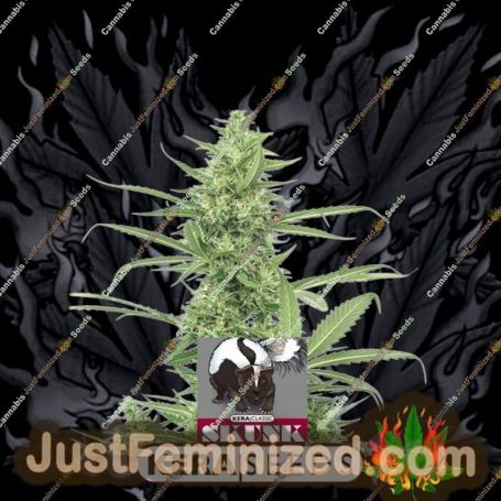 Skunk by Kera Seeds Cannabis Seeds For Sale at Just Feminized