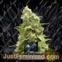 Super Silver Haze by Kera Seeds Cannabis Seeds For Sale at Just Feminized