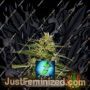 Top 44 by Kera Seeds Cannabis Seeds For Sale at Just Feminized