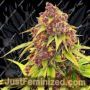 Purps OG by Anesia Seeds Cannabis Seeds For Sale at Just Feminized