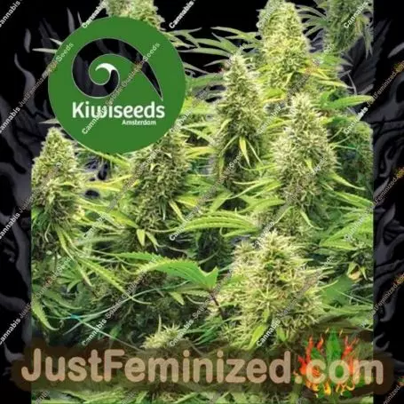 2 Pounder by Kiwi Seeds Cannabis Seeds For Sale at Just Feminized