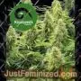 2 Pounder by Kiwi Seeds Cannabis Seeds For Sale at Just Feminized