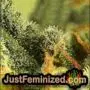 2 Pounder by Kiwi Seeds THC CBD Close Up Trichomes Potency Yield Indica Sativa Strain Pic Images