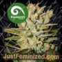 Alegria by Kiwi Seeds Cannabis Seeds For Sale at Just Feminized