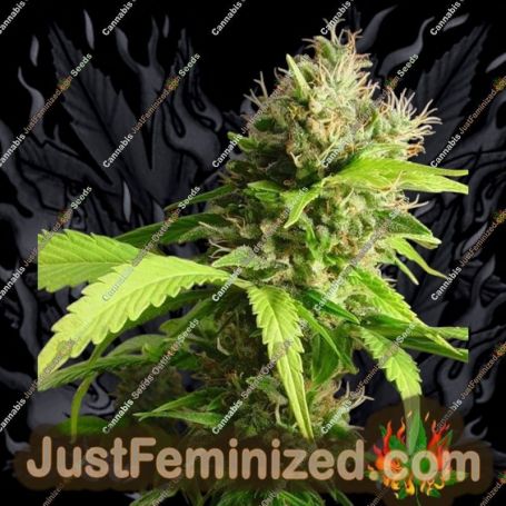 Mako Haze by Kiwi Seeds Cannabis Seeds For Sale at Just Feminized