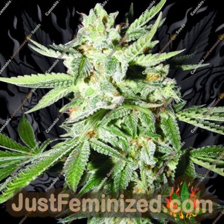 Confidential Medicine by Kush Brothers Cannabis Seeds For Sale at Just Feminized