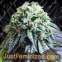 The Dark Side by Kush Brothers Cannabis Seeds For Sale at Just Feminized