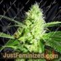 Yellow Stone by Kush Brothers Cannabis Seeds For Sale at Just Feminized