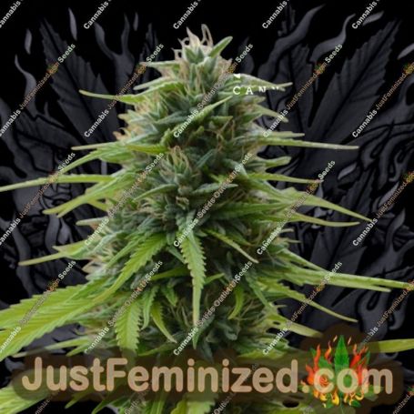 Candyland Kush by Kush Seeds Cannabis Seeds For Sale at Just Feminized