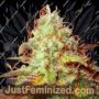 Critical Kush by Kush Seeds Cannabis Seeds For Sale at Just Feminized