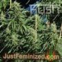 Diesel Kush by Kush Seeds Cannabis Seeds For Sale at Just Feminized