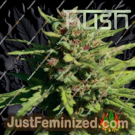Fire Kush by Kush Seeds Cannabis Seeds For Sale at Just Feminized