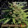Fire Kush by Kush Seeds Cannabis Seeds For Sale at Just Feminized