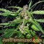 Gelato Kush by Kush Seeds Cannabis Seeds For Sale at Just Feminized