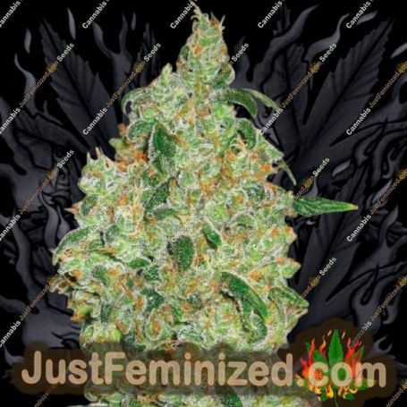 OG Kush by Kush Seeds Cannabis Seeds For Sale at Just Feminized