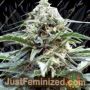 OG Kush by Kush Seeds Cannabis Seeds For Sale at Just Feminized