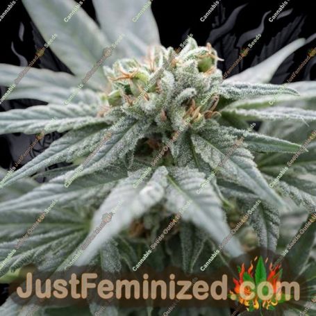 White Kush by Kush Seeds Cannabis Seeds For Sale at Just Feminized