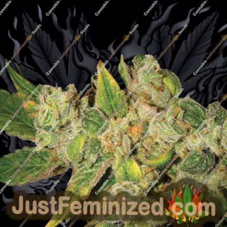 English OG by Lady Sativa Cannabis Seeds For Sale at Just Feminized