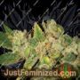 English OG by Lady Sativa Cannabis Seeds For Sale at Just Feminized