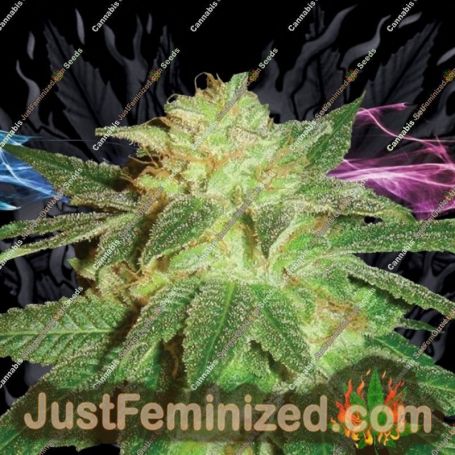 Kensington Kush by Lady Sativa Cannabis Seeds For Sale at Just Feminized