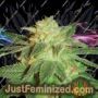 Kensington Kush by Lady Sativa Cannabis Seeds For Sale at Just Feminized