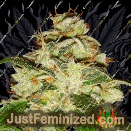Knightsbridge OG Haze by Lady Sativa Cannabis Seeds For Sale at Just Feminized