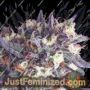 Super Glue by Anesia Seeds Cannabis Seeds For Sale at Just Feminized