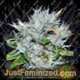 Hashberry by Mandala Seeds Cannabis Seeds For Sale at Just Feminized