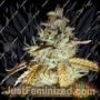 Kalichakra by Mandala Seeds Cannabis Seeds For Sale at Just Feminized