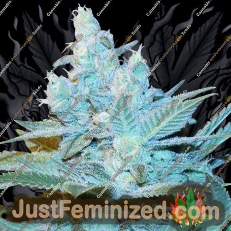 Triple Cheese Auto by Anesia Seeds Cannabis Seeds For Sale at Just Feminized